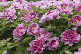 5.19【内蒙古之春】呼伦贝尔草原、阿尔山天池、兴安杜鹃•观天鹅7天摄影