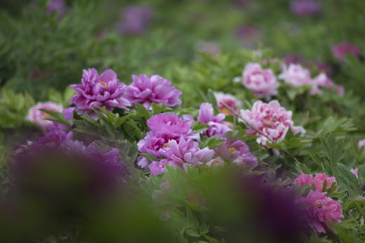 5.19【内蒙古之春】呼伦贝尔草原、阿尔山天池、兴安杜鹃•观天鹅7天摄影 商品图3