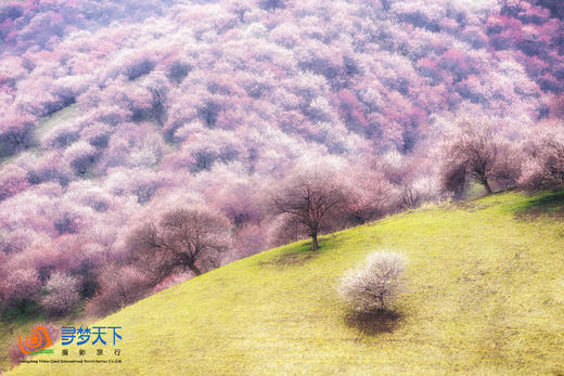春摄新疆（C）:伊犁杏花沟花海•赛里木湖·那拉提草原冰百合·喀赞其民俗风情三飞8天摄影 商品图6