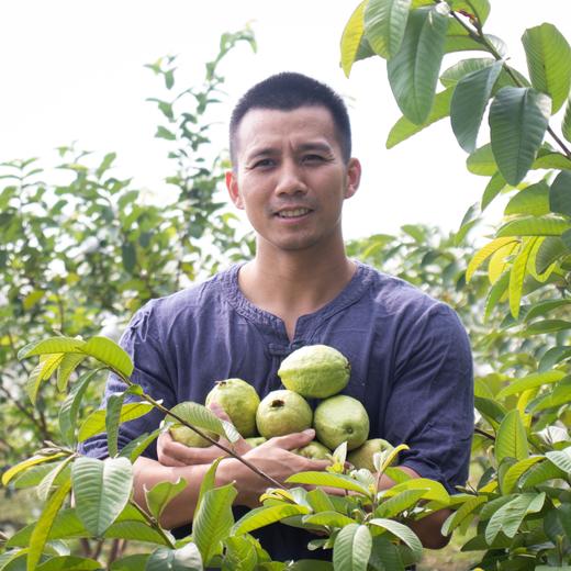 有机胭脂红番石榴 | 绿家自产 * Carmine guava | Self-production 商品图1