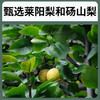 「配料只用纯纯的梨」九只小梨纯梨膏儿童秋梨膏莱阳砀山滋养梨膏不加糖不加蜜 商品缩略图3