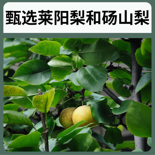 「配料只用纯纯的梨」九只小梨纯梨膏儿童秋梨膏莱阳砀山滋养梨膏不加糖不加蜜 商品图3