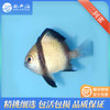 二间雀Dascyllus reticulatus 商品缩略图1