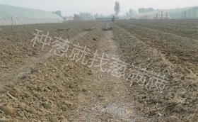 种大葱应该用什么肥好？