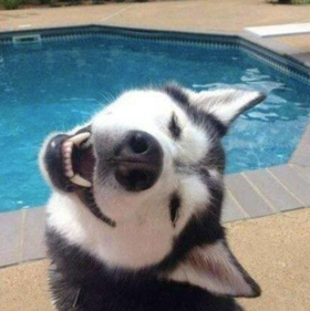 狗狗为什么歪头看你？