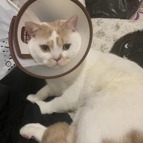 猫咪洗澡三部曲！