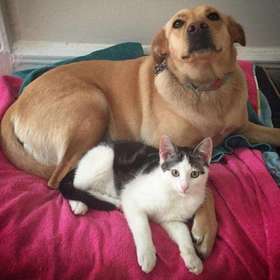 关于宠物脓皮症需要知道的