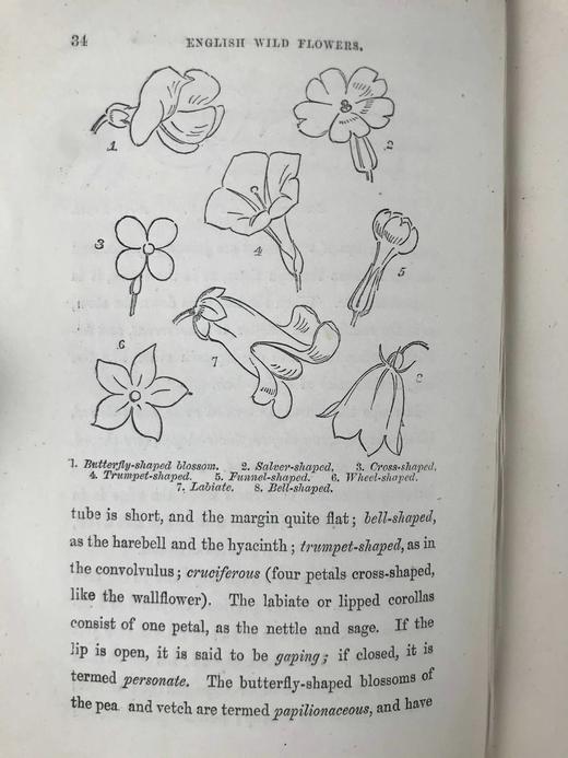 约19世纪后期 英国野花图鉴 约百幅插图（多幅彩色版画） 漆布精装32开 商品图14