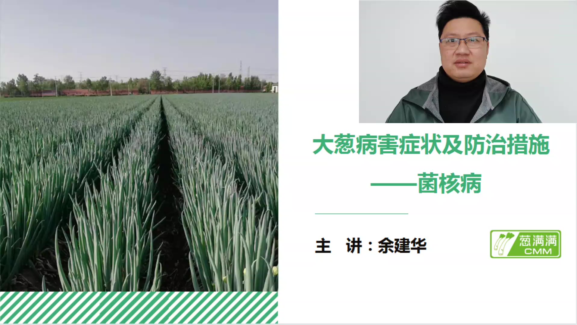 大葱病害防治——菌核病