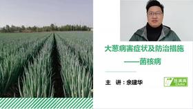 大葱病害防治——菌核病