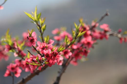 花花世界 山水桂林:  ——广西桂林、万亩梨花、千亩桃花、萝卜花海、漓江渔火、遇龙河、黄姚古镇、相公山4—7天摄影团 商品图11