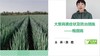 大葱病害防治——根腐病 商品缩略图0