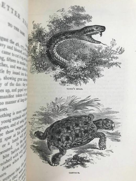 约19世纪后期 塞耳彭自然史 数十幅版画插图 漆布精装32开 商品图4