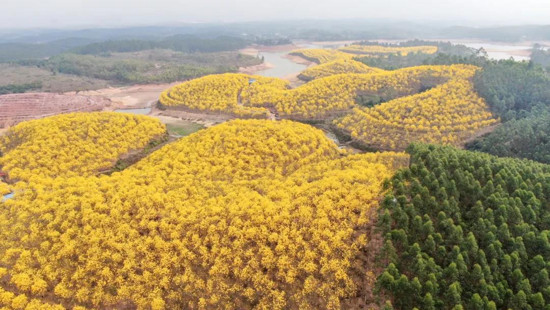 高要黄花风铃图片