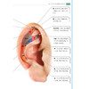零基础学耳穴 商品缩略图6