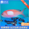 紫印Pseudanthias pleurotaenia 商品缩略图2