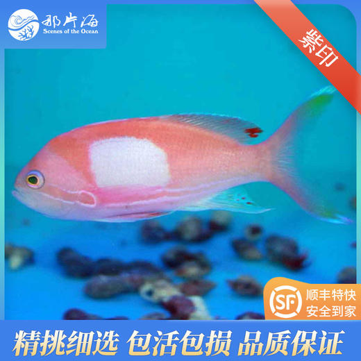 紫印Pseudanthias pleurotaenia 商品图2