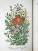 约19世纪后期 英国野花图鉴 约百幅插图（多幅彩色版画） 漆布精装32开 商品缩略图3