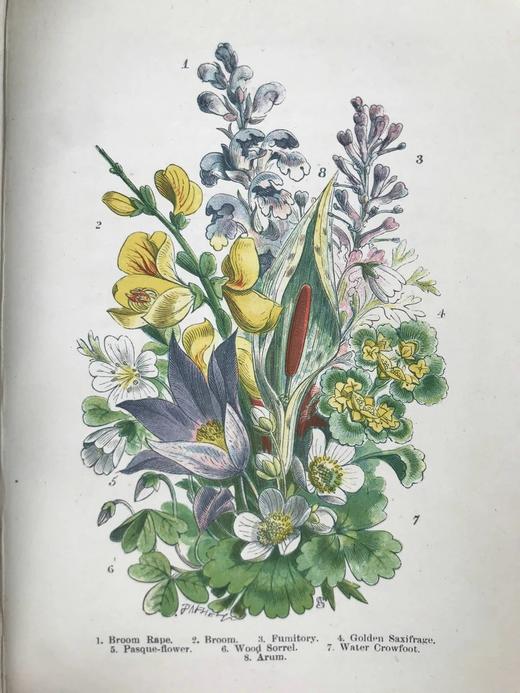 约19世纪后期 英国野花图鉴 约百幅插图（多幅彩色版画） 漆布精装32开 商品图9