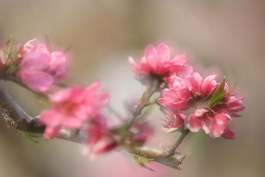 花花世界 山水桂林:  ——广西桂林、万亩梨花、千亩桃花、萝卜花海、漓江渔火、遇龙河、黄姚古镇、相公山4—7天摄影团 商品图10