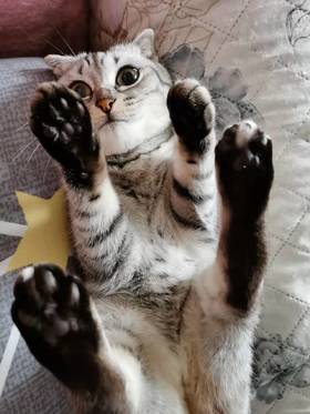 被猫狗抓刷要打疫苗么？