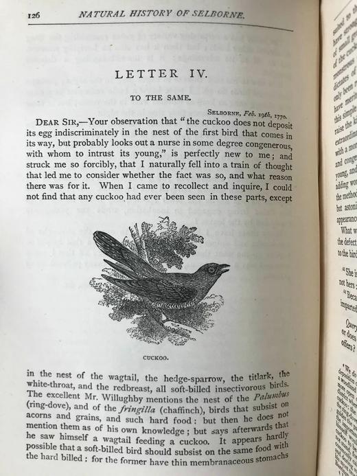 约19世纪后期 塞耳彭自然史 数十幅版画插图 漆布精装32开 商品图9