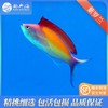 紫罗兰Pseudanthias dispar 商品缩略图0