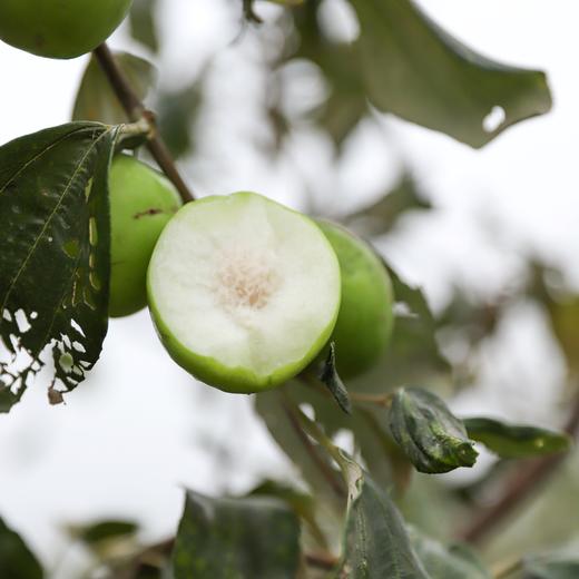 有机青枣 | 绿家自产*Organic Green jujube | Self-production 商品图3