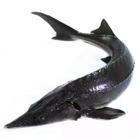 鲟龙鱼（19元1斤，下单请联系客服，以实际重量计算金额）