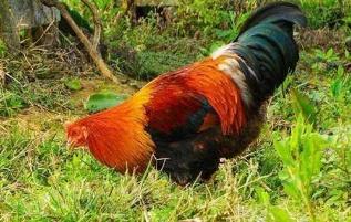 正宗土阉鸡农家散养现杀三黄鸡大扇鸡公鸡白切鸡 净重3斤以上整鸡阉鸡 商品图3