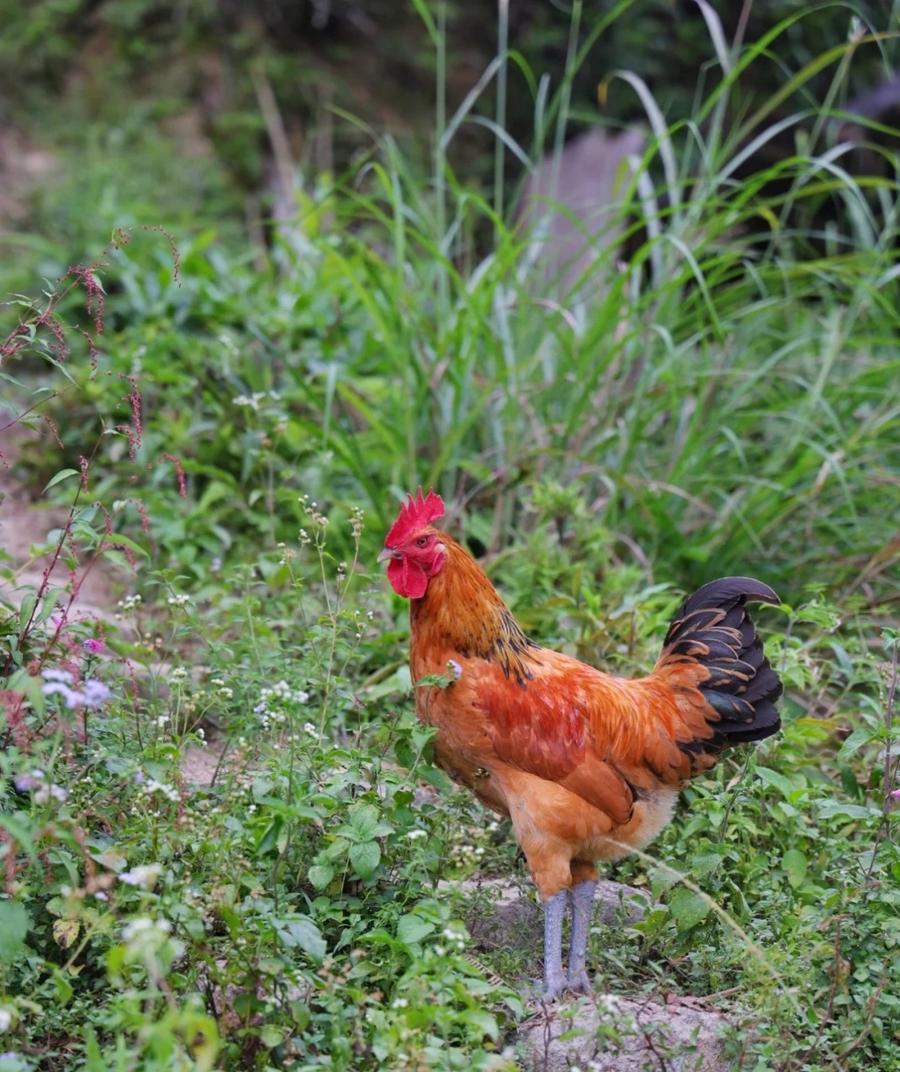 正宗土阉鸡农家散养现杀三黄鸡大扇鸡公鸡白切鸡 净重3斤以上整鸡阉鸡