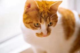 猫咪为啥会乱尿？