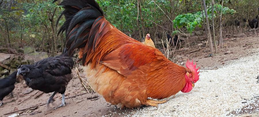 正宗土阉鸡农家散养现杀三黄鸡大扇鸡公鸡白切鸡 净重3斤以上整鸡阉鸡