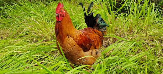 正宗土阉鸡农家散养现杀三黄鸡大扇鸡公鸡白切鸡 净重3斤以上整鸡阉鸡 商品图0