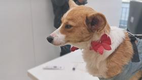 狗狗疫苗怎么打？