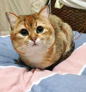 猫咪乱尿怎么办？