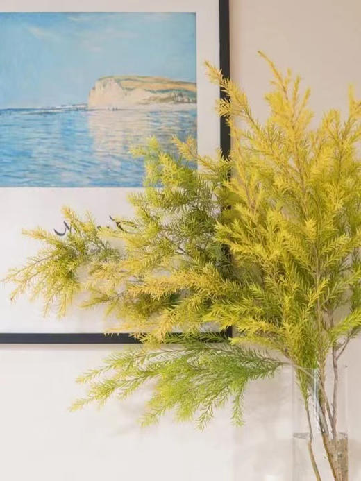 千层金 商品图0