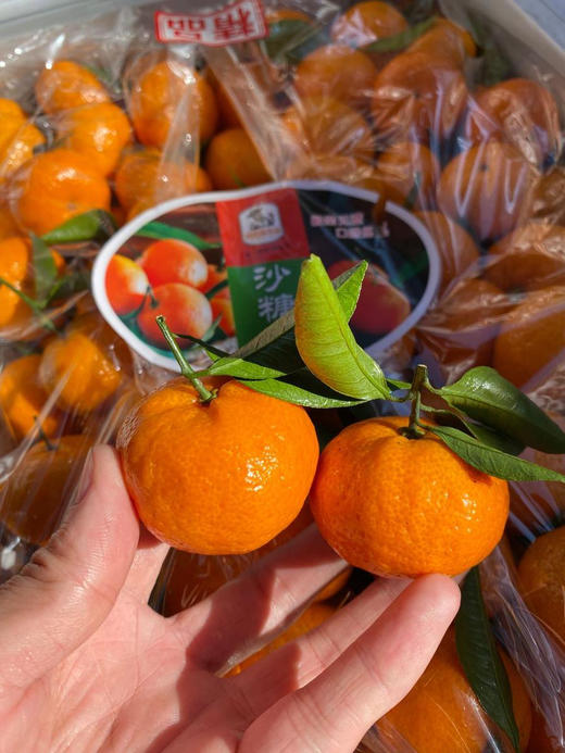 周六取货：【小筐砂糖橘】一筐毛重5.5斤左右，果肉爽脆，汁多！ 商品图0