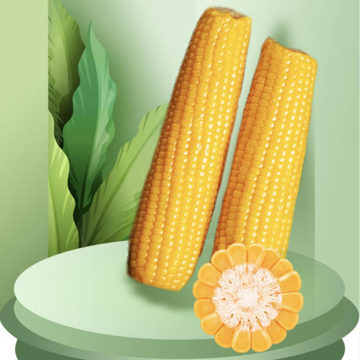 黑龙江 甜糯有机黄玉米12支装 商品图1