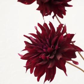 配花-大丽花-酒红色-5支