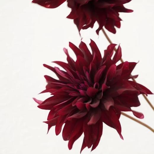 配花-大丽花-酒红色-5支 商品图0
