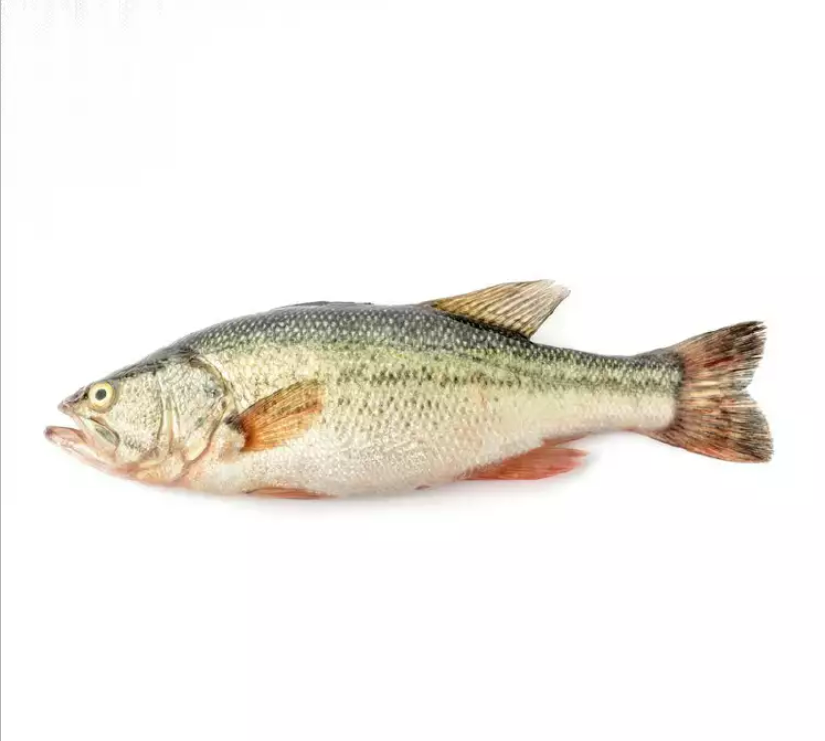 【活】大鲈鱼约600g/条(可宰杀清洗干净)