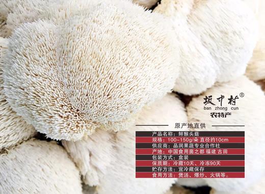 古田鲜活猴头菇800g包邮 商品图4
