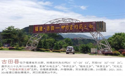 古田鲜活猴头菇800g包邮 商品图2