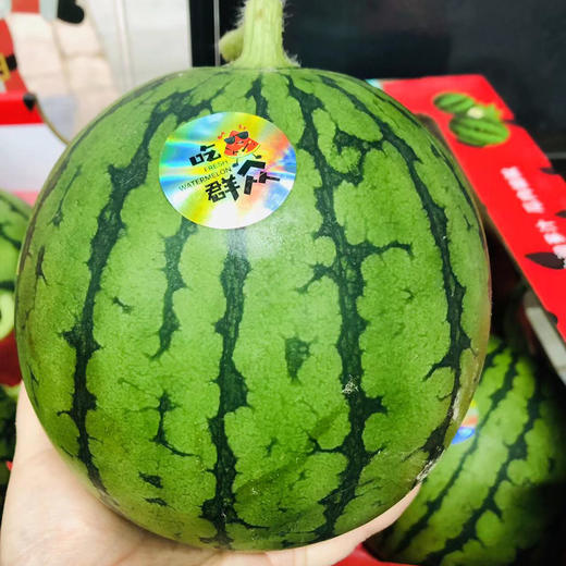 爆甜手撕小糖丸西瓜，甜度报表，肉质脆嫩的迷你麒麟瓜，一人一只 毫无压力，超好吃的西瓜🍉 商品图6
