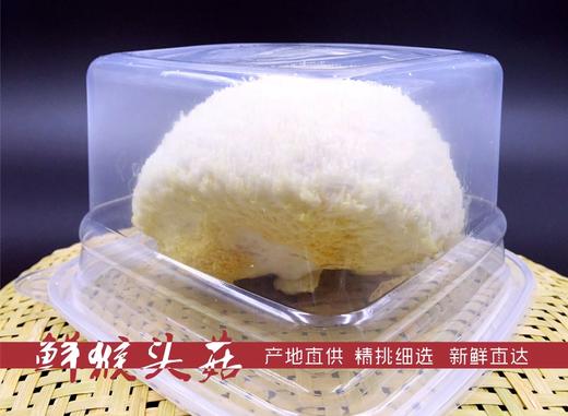 古田鲜活猴头菇800g包邮 商品图3