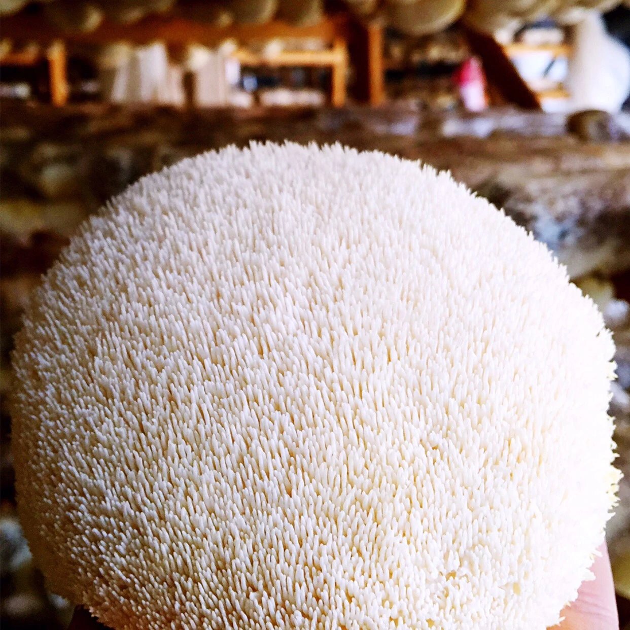 古田鲜活猴头菇800g包邮