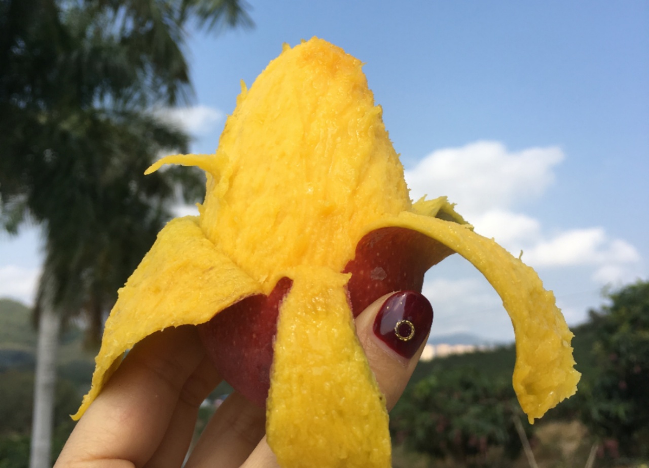 【顺丰包邮】【树熟贵妃芒】，不是桂香芒呦，海南正宗树熟贵妃芒果寻觅匠人初心，还原水果本味基地直邮