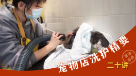 宠物门店洗护精要系列