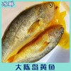 大陈岛黄鱼 商品缩略图1